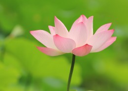 清香袭人的荷花图片