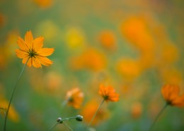 波斯菊图片大全