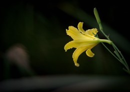 黄色萱草花图片