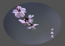 山桃花图片大全