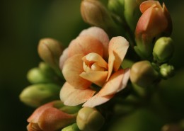 长寿花图片大全