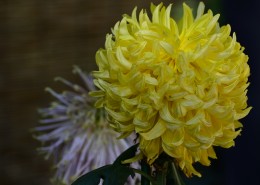 秋天的菊花图片