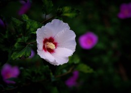 白色木槿花图片