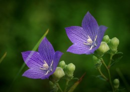 紫色桔梗花图片