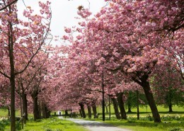 路边的樱花树图片