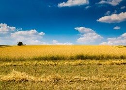 蓝色天空下金黄色的麦田图片