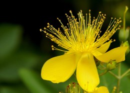 金丝桃图片大全