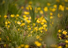 不知名的野花图片