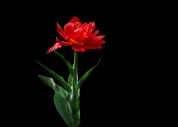 黑色背景下的郁金香桌面壁纸大全