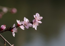 桃花图片大全-花卉图片