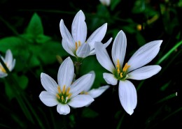 葱兰花图片大全