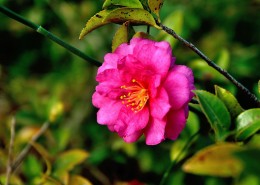 山茶花图片大全