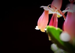 宫灯长寿花图片