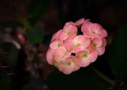 虎刺梅图片大全