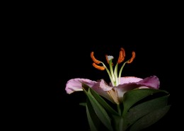 黑色背景下的百合花图片