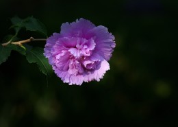 木槿花图片大全