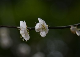 梅花图片大全