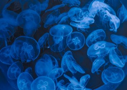 软绵绵的水母图片