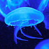 深海的蓝色水母图片
