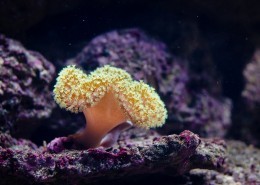 深海里的珊瑚图片