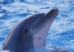 水生哺乳动物海豚图片