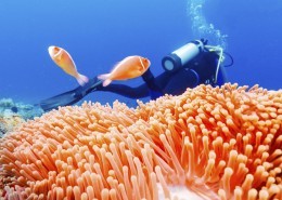 海底美丽珊瑚图片大全