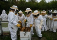 养蜂工人图片大全