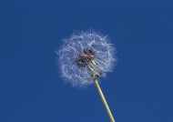 享受大自然的女性图片