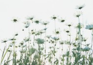 草地玩耍女性图片