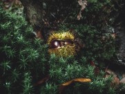 新鲜的板栗图片大全