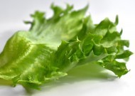 绿色新鲜的蔬菜图片