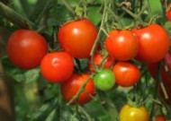 鲜红的西红柿图片