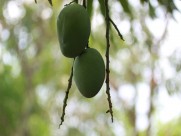 香甜的芒果图片