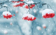 冬日的红色浆果图片大全