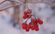 冬日的红色浆果图片大全