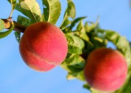 树枝上的桃子图片