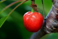 烟台大樱桃图片