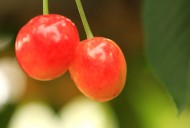 烟台大樱桃图片