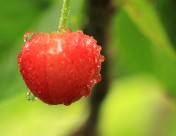 烟台大樱桃图片