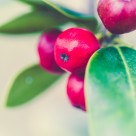 蔓越莓图片大全