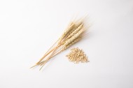 麦子和麦穗图片