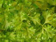 翠绿的香菜图片