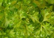 翠绿的香菜图片