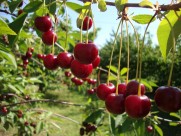 香甜的樱桃图片