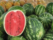 新鲜的西瓜图片