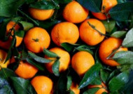 新鲜的柑橘图片