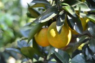 挂在枝头的赣南脐橙图片