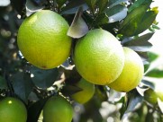 挂在枝头的赣南脐橙图片