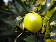 挂在枝头的赣南脐橙图片