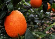 挂在枝头的赣南脐橙图片